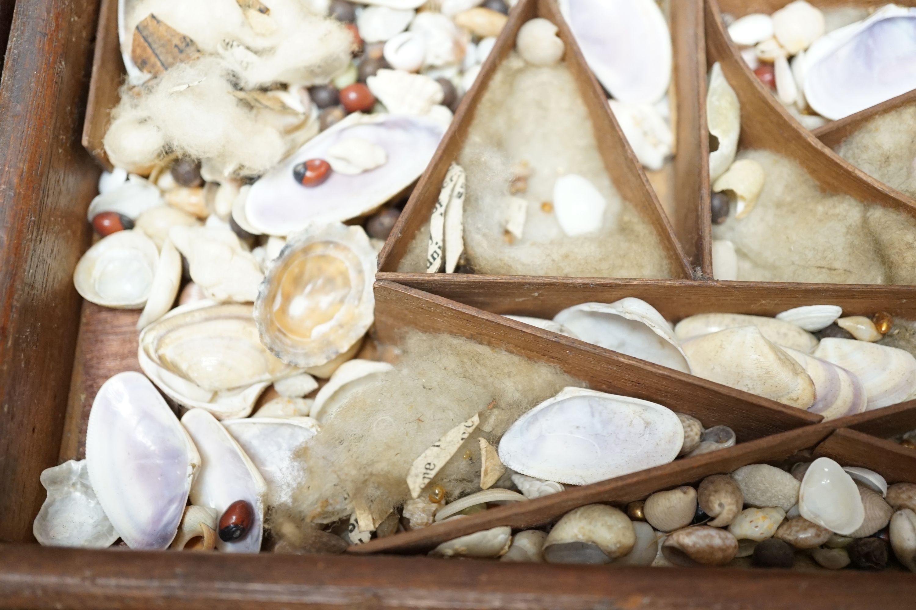 A George III mahogany collector’s cabinet of sea shells, in compartmentalised drawers. Width - 41cm